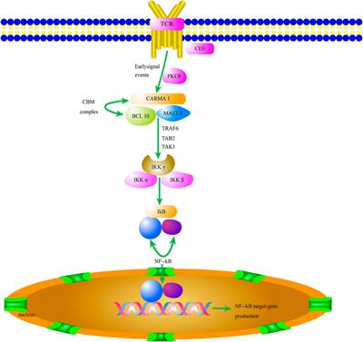 Crosstalk between the CBM complex/NF-κB and MAPK/P27 signaling pathways of regulatory T cells contributes to the tumor microenvironment